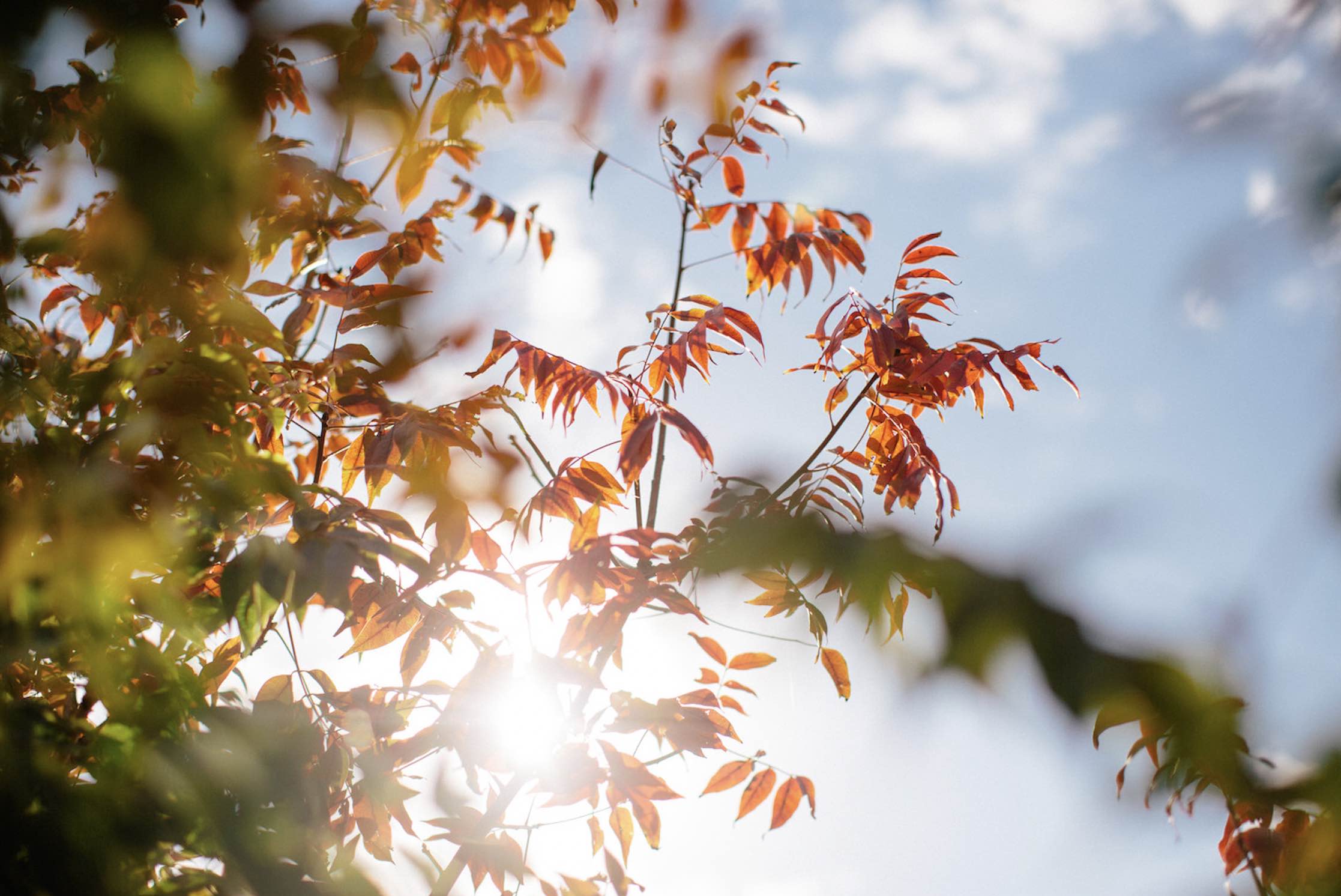 [Land for Sale] Hillgrove Estate, Rockbank OpenLot